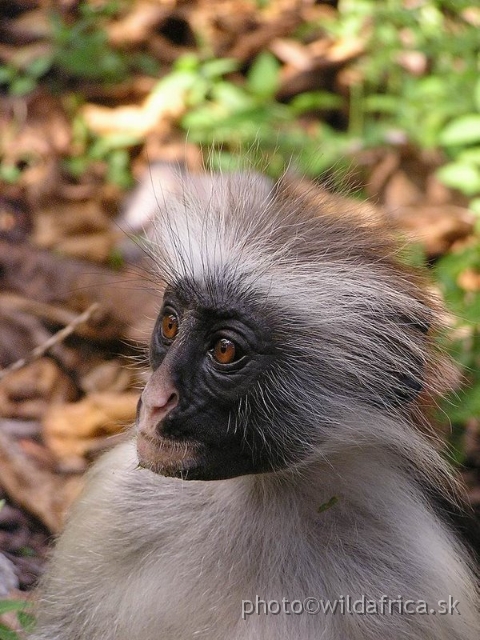 P8300473 x.jpg - Zanzibar Red Colobus Monkey (Piliocolobus kirkii), 2006